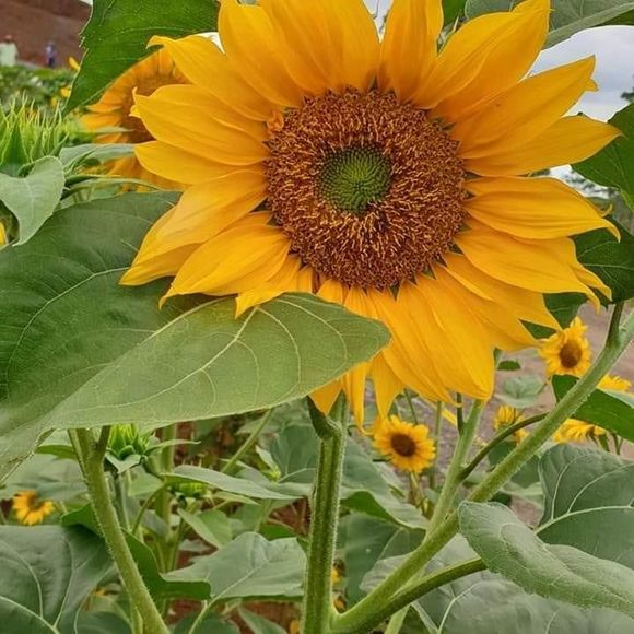 Meet your Posher, Reline - Picture 1 of 1